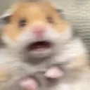 polglasehd