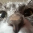 catdragon9