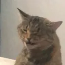 crazedace