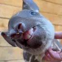 lizardwizard2912
