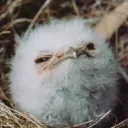 heymadrefoca