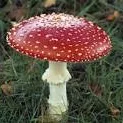 bigfungus86