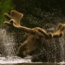 searedsteer