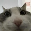 aarri.