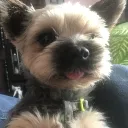 lennyfacekemotyt