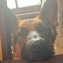 gallpizi