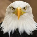 xpr43