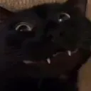 tomgd