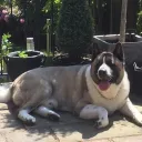 wilkesy95