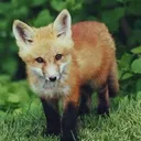 stp_fox