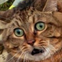 emphy_owl#0649's avatar