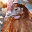 Ariancomment's Avatar