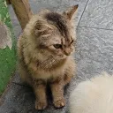 ktyg