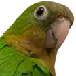 morales_fps