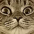 _shemp