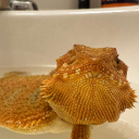 View saucysupplement's Profile