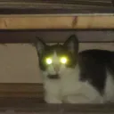 chizcaiko