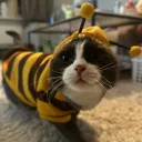 teggelito