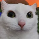 steve4269