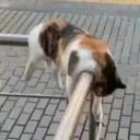 Cat.'s Avatar