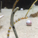 こたつ猫(しろ)