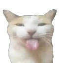 wolkiex