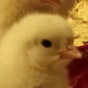 thatnathdude