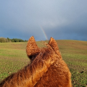 avatar ExtremeDelphi