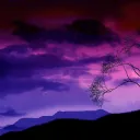 tigrous29_