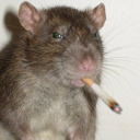 Jara
