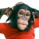 monkeymanyola
