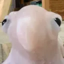 ploopypetey
