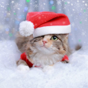 avatar 𝑺𝒉𝒂𝒏𝒆𝒍