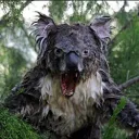 furious_koala