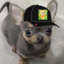 chik1s_