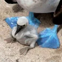 blue_foot