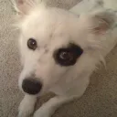 jademelody