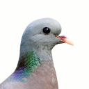 avatar zarah