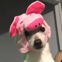 stealthesteem