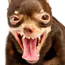 lagartija_nick
