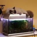 crazy4bettas0175