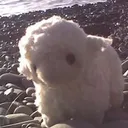 _isheep_