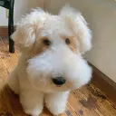 dannyzolp