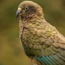 cocothebirb