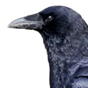 meanoldcrow