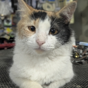 avatar 𖣘𑁍𝕭𝖑𝖚𝖊𝖌𝖗𝖊𝖊𝖓𑁍𖣘