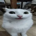 greycccc