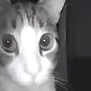 sogonthewqy
