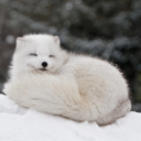 Arctic Kitsune [Enno] avatar