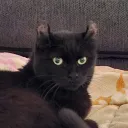 schemi